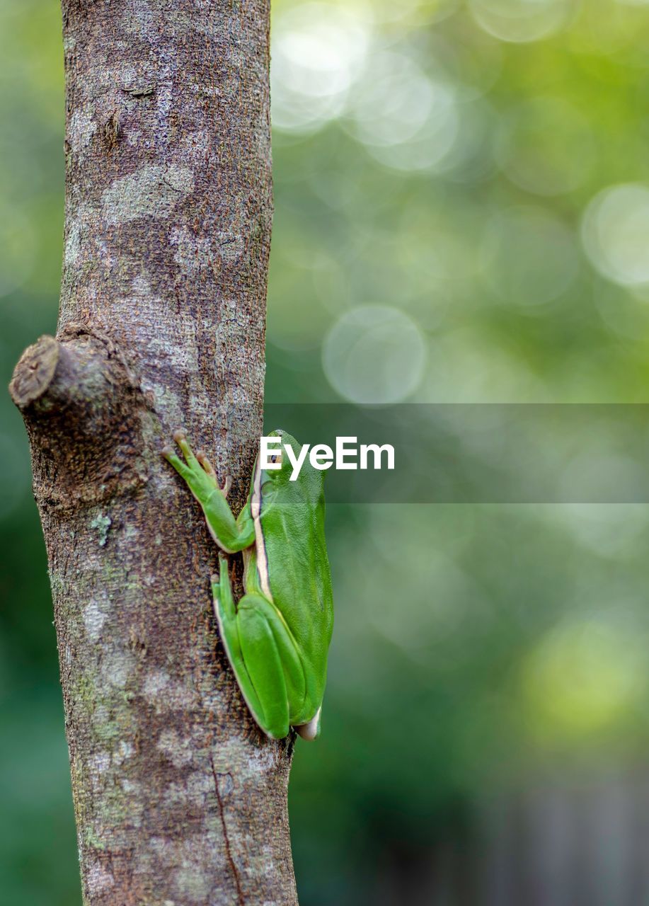 CLOSE-UP OF LIZARD ON TREE TRUNK