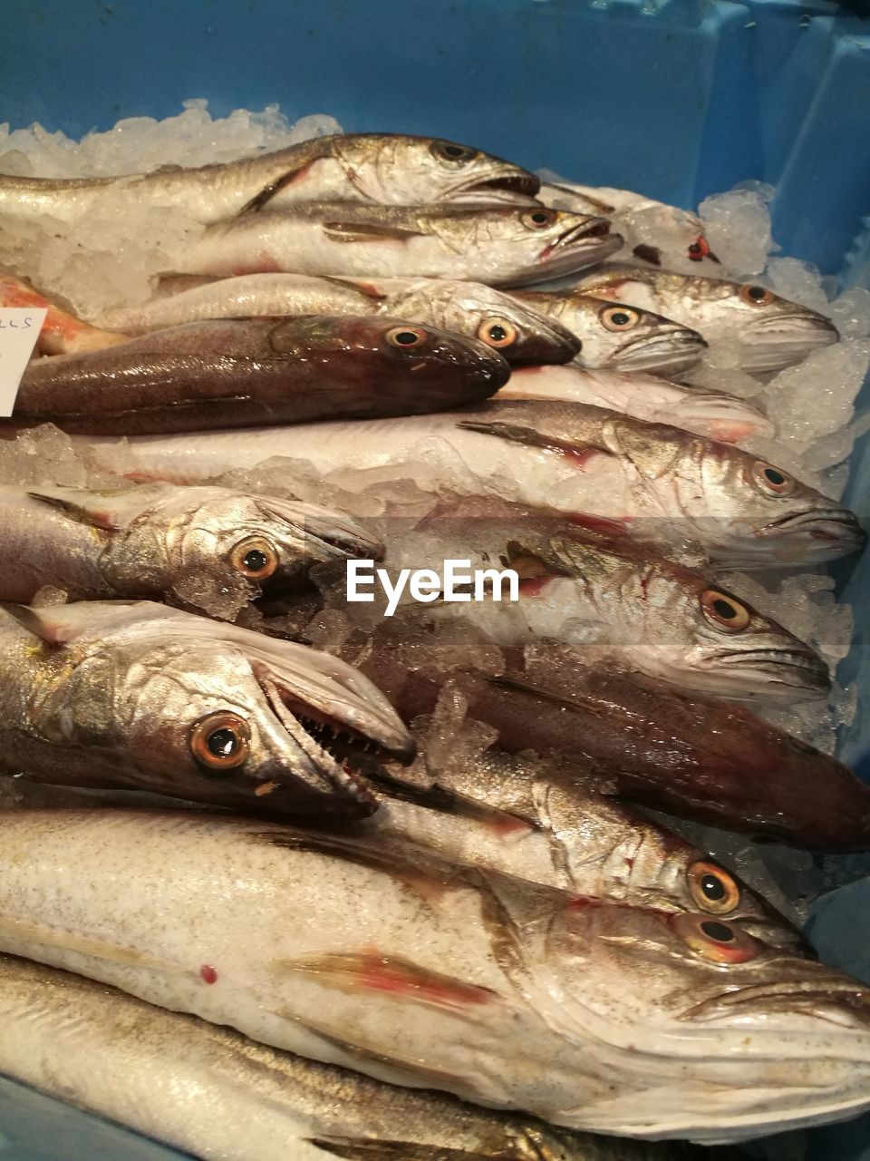 Close-up of fishes at market for sale