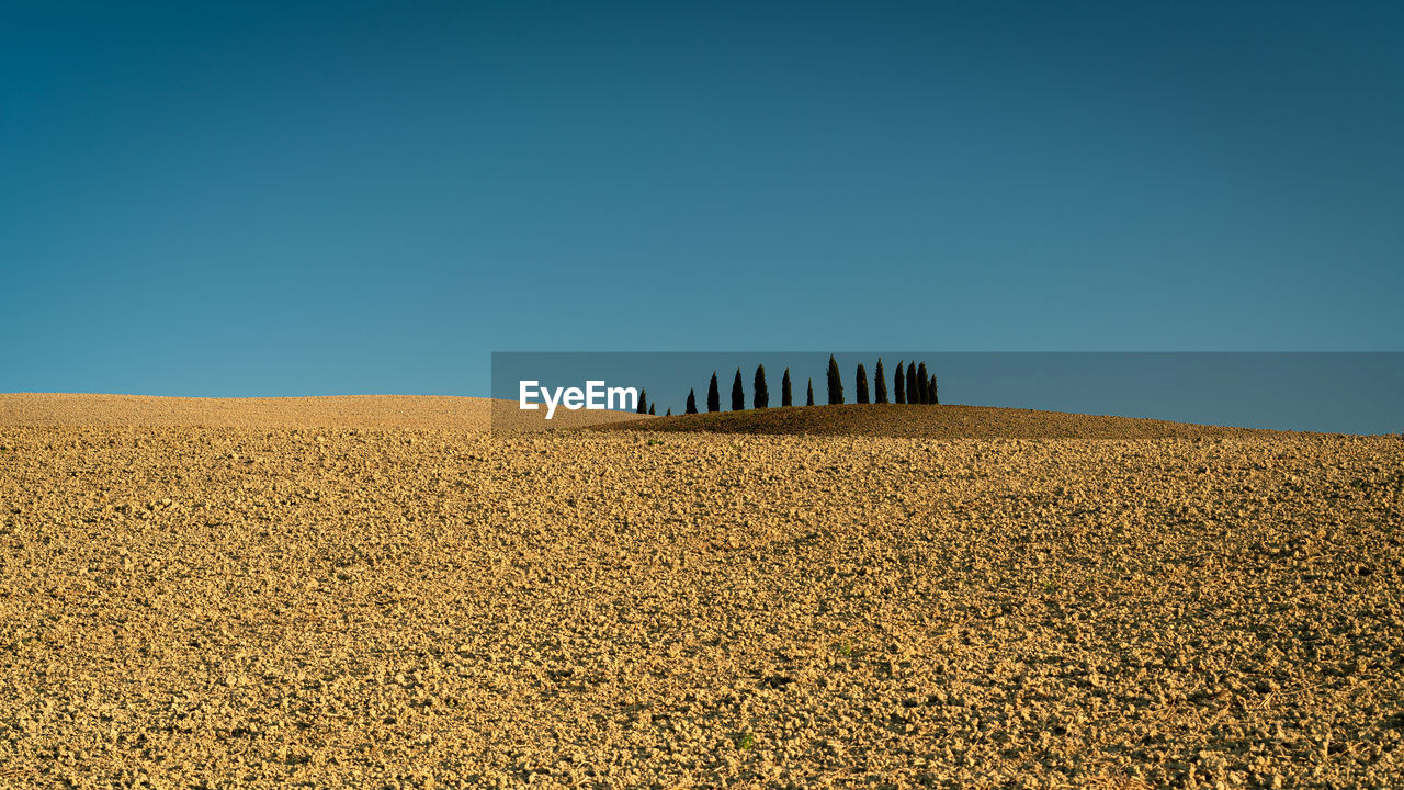 Scenic view of agricultural field against clear blue sky