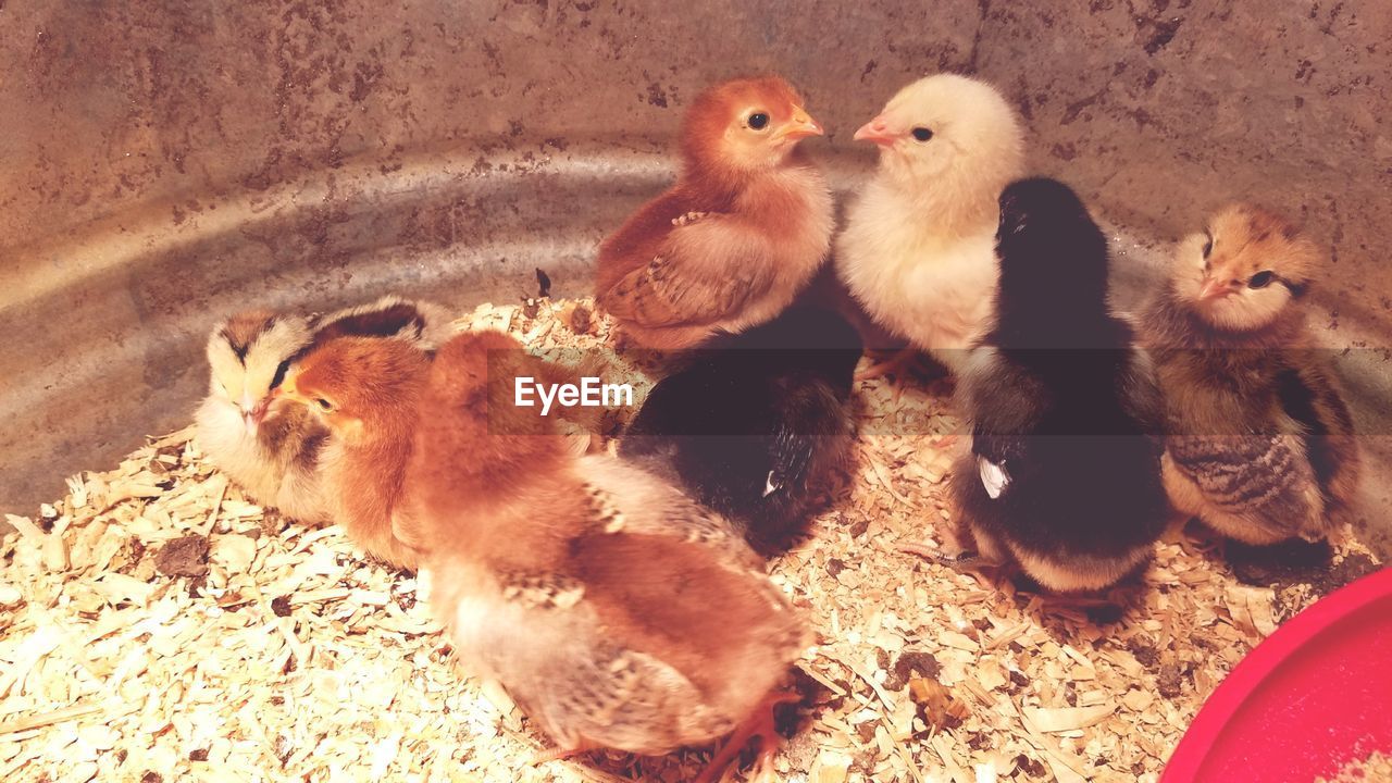 HIGH ANGLE VIEW OF DUCKS IN NEST