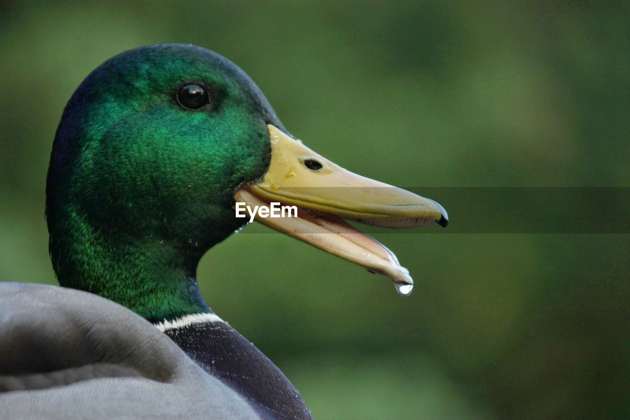 CLOSE-UP OF SWAN ON GREEN