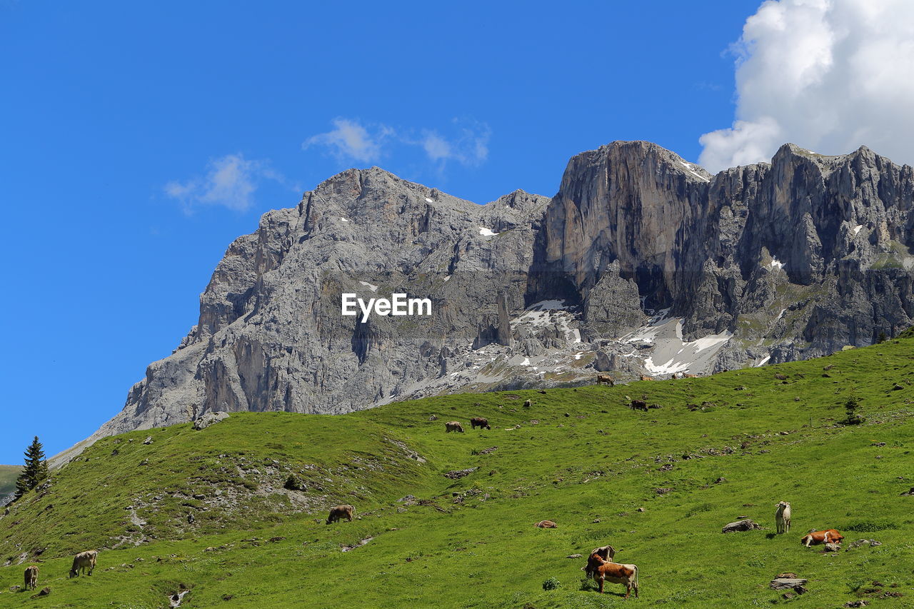 Low angle view of cows grazing on grassy field against mountain