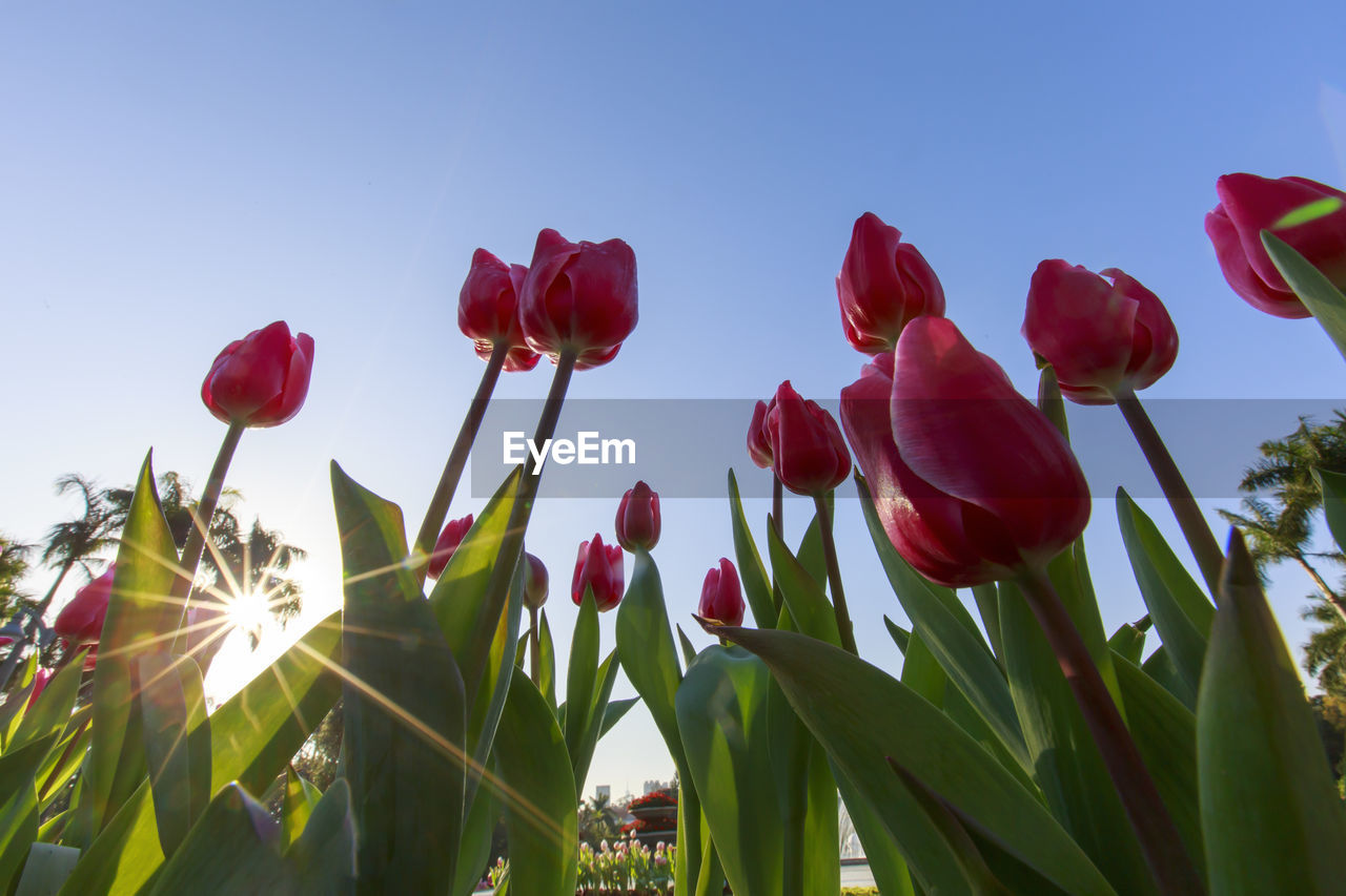 plant, flower, flowering plant, nature, red, beauty in nature, sky, freshness, petal, tulip, growth, leaf, flower head, blue, plant part, close-up, inflorescence, sunlight, no people, clear sky, fragility, field, landscape, sunny, outdoors, springtime, land, day, environment, green, summer, blossom, plant stem, vibrant color, botany, multi colored, bud