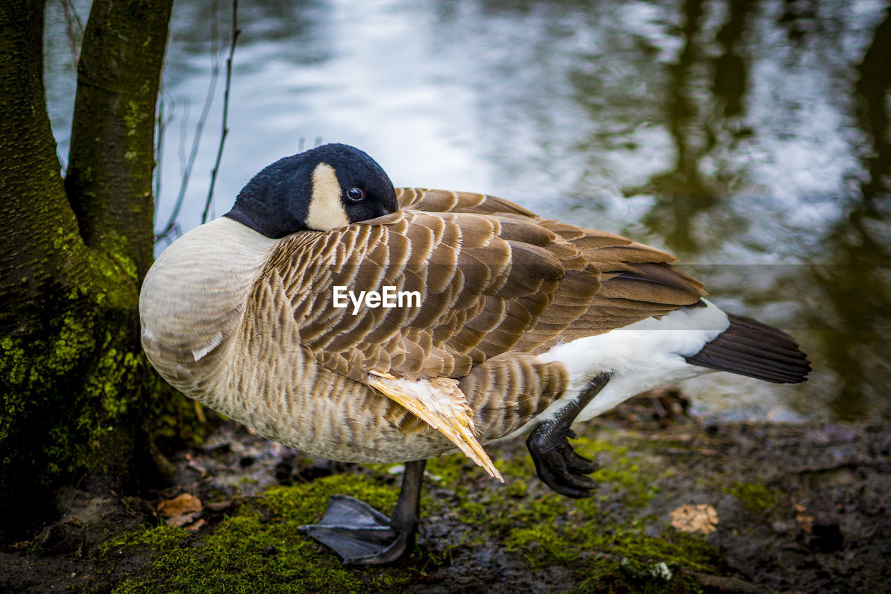 animal themes, animal, nature, bird, animal wildlife, wildlife, ducks, geese and swans, duck, goose, water bird, lake, one animal, water, no people, beak, wing, day, plant, lakeshore, outdoors, feather, canada goose, full length