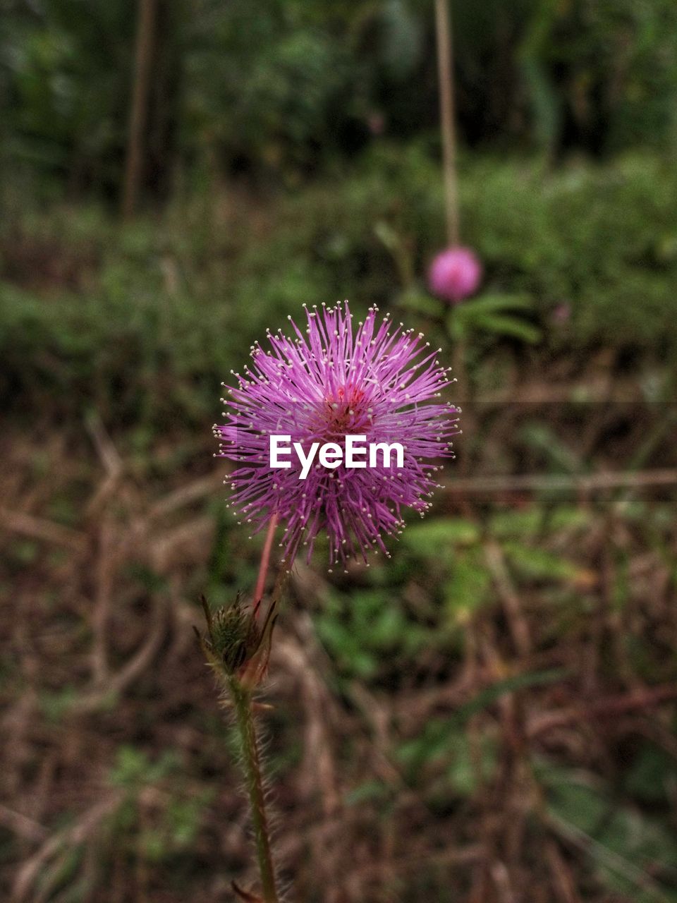 CLOSE-UP OF PURPLE THISTLE BLOOMING IN FIELD