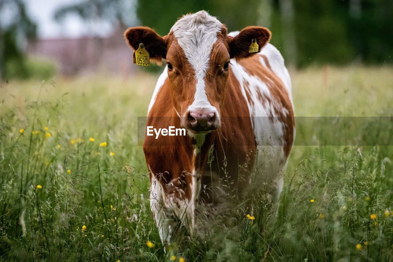 PORTRAIT OF COW