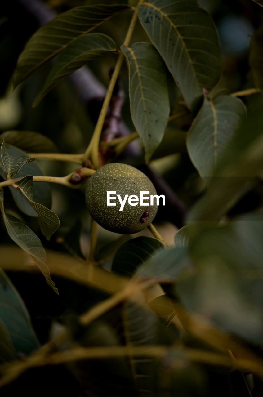 close-up of fruits on tree