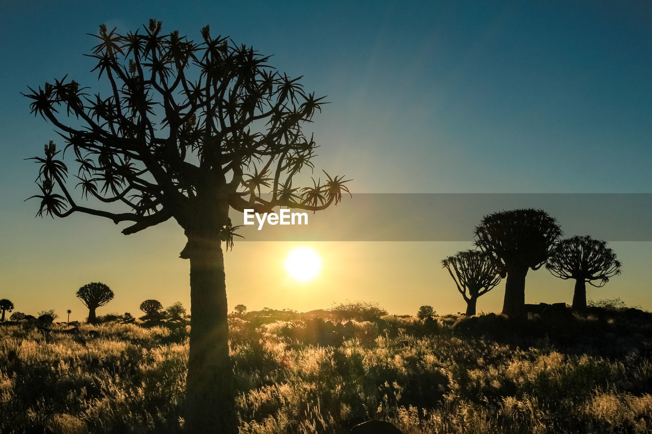 Silhouette tree on field against sky at sunset