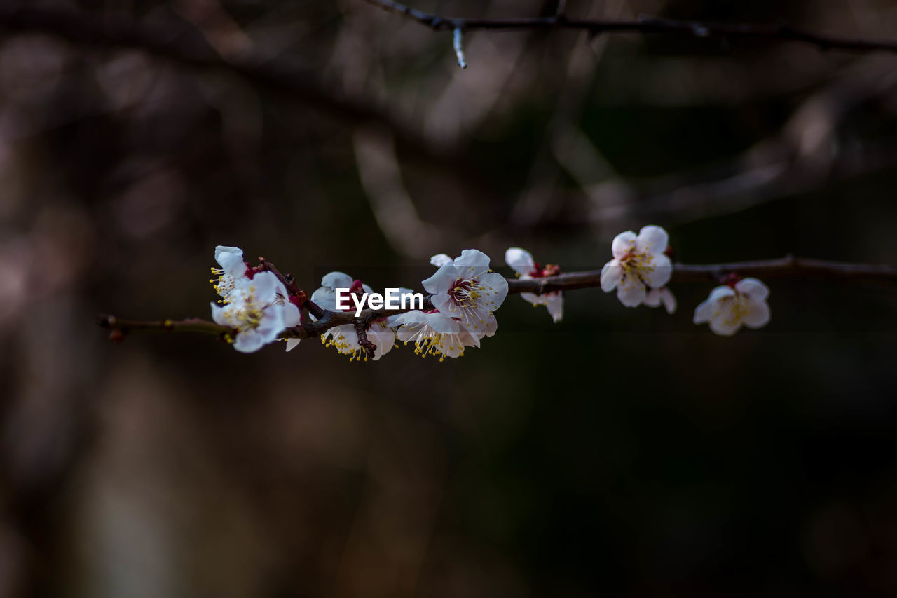 plant, flower, flowering plant, tree, beauty in nature, blossom, branch, freshness, nature, springtime, fragility, spring, growth, macro photography, cherry blossom, close-up, leaf, no people, outdoors, flower head, focus on foreground, twig, petal, produce, food and drink, pink, inflorescence, fruit, white, botany, food, day, cherry tree