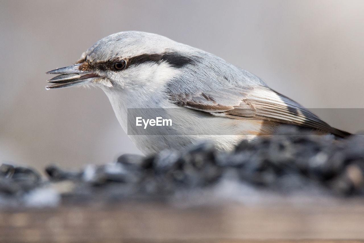 CLOSE-UP OF BIRD PERCHING