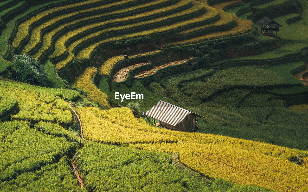 SCENIC VIEW OF RICE PADDY ON FIELD
