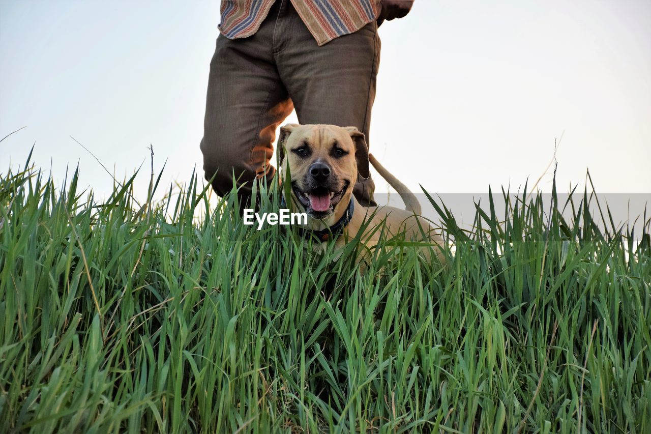 Dog standing on field against sky