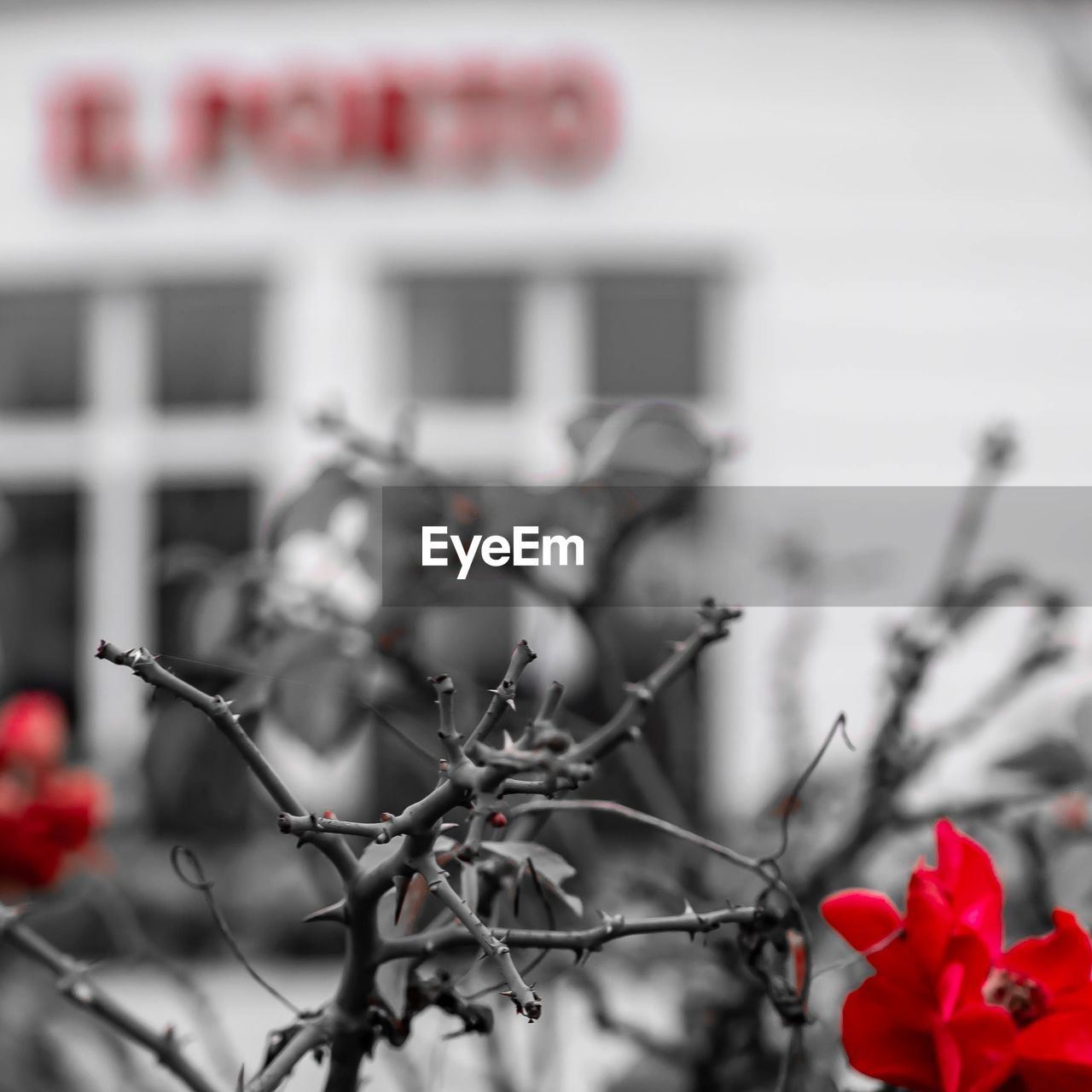 CLOSE-UP OF RED FLOWERING PLANTS AGAINST BLURRED BACKGROUND