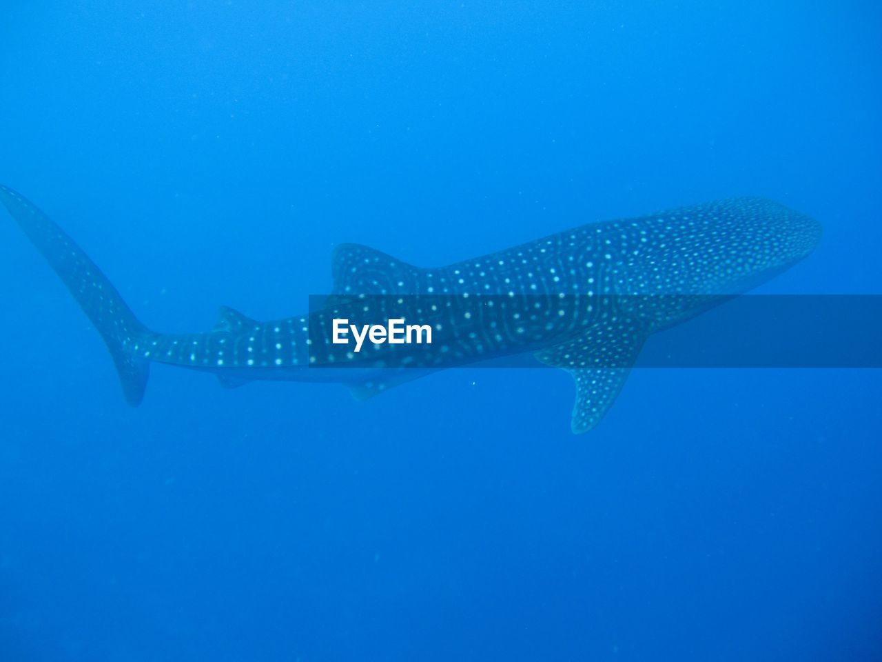 Whale shark swimming in sea