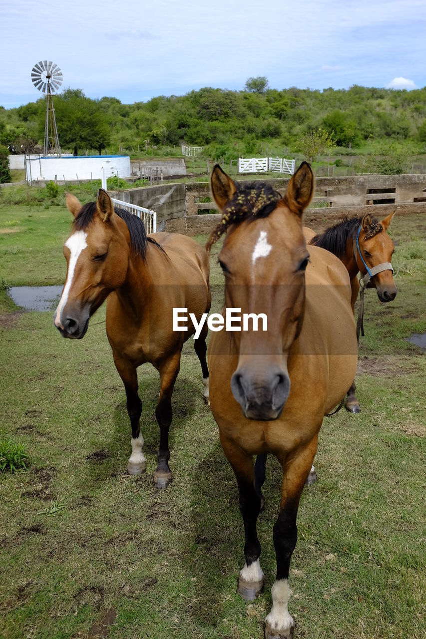 Horses standing in ranch