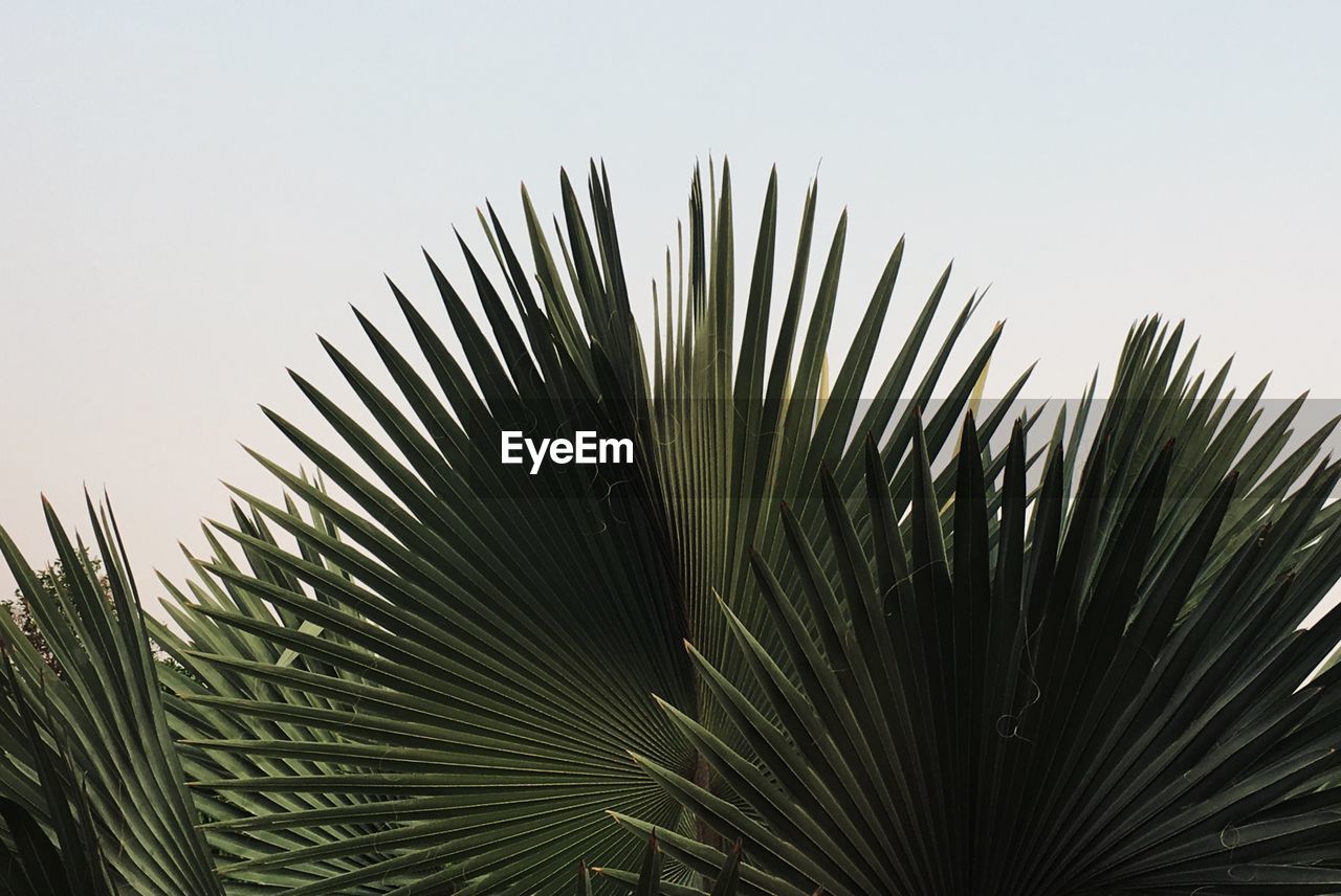 CLOSE-UP OF PALM LEAF AGAINST CLEAR SKY