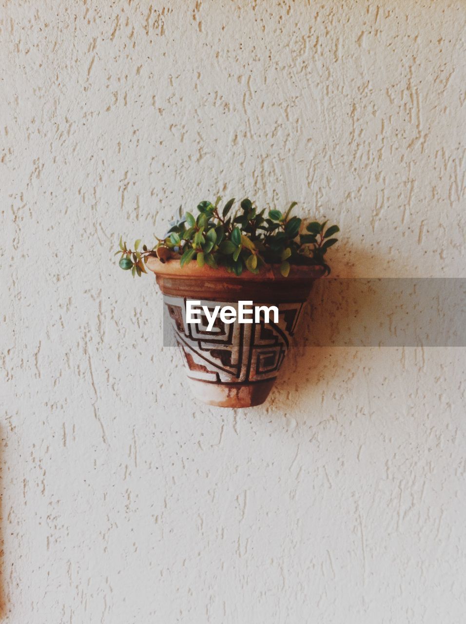 Close-up of potted plant in basket against wall