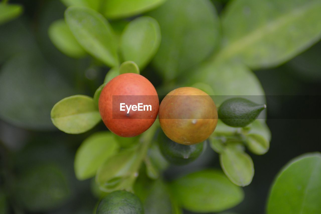 Close-up of fruits on flower tree