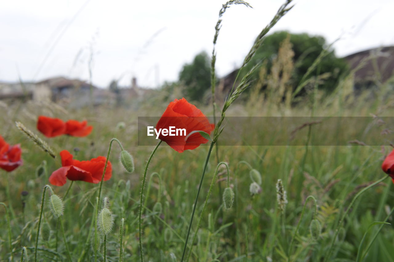 Close-up of red poppy flowers on field