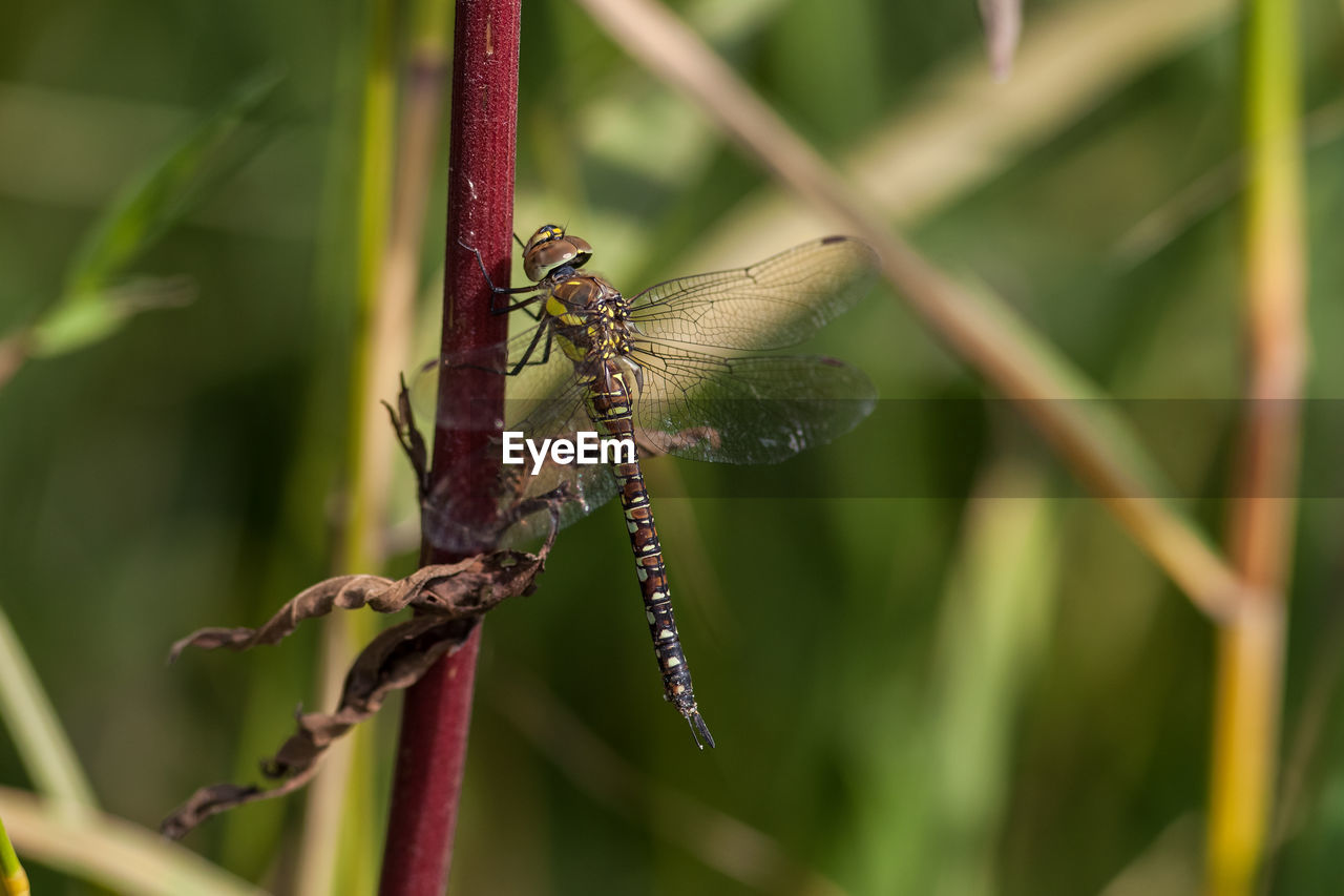 CLOSE-UP OF INSECT ON LEAF