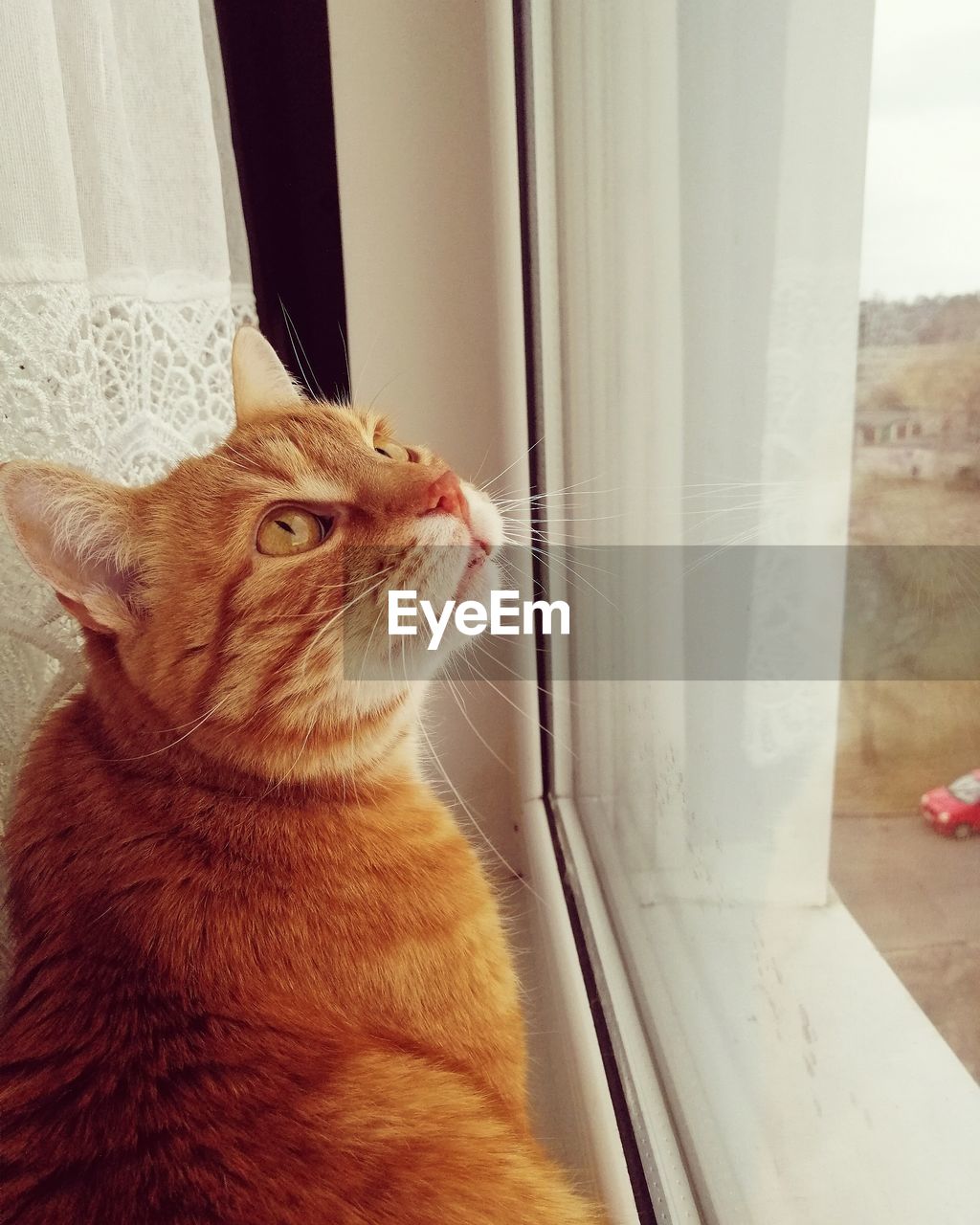 CAT LOOKING AWAY IN WINDOW