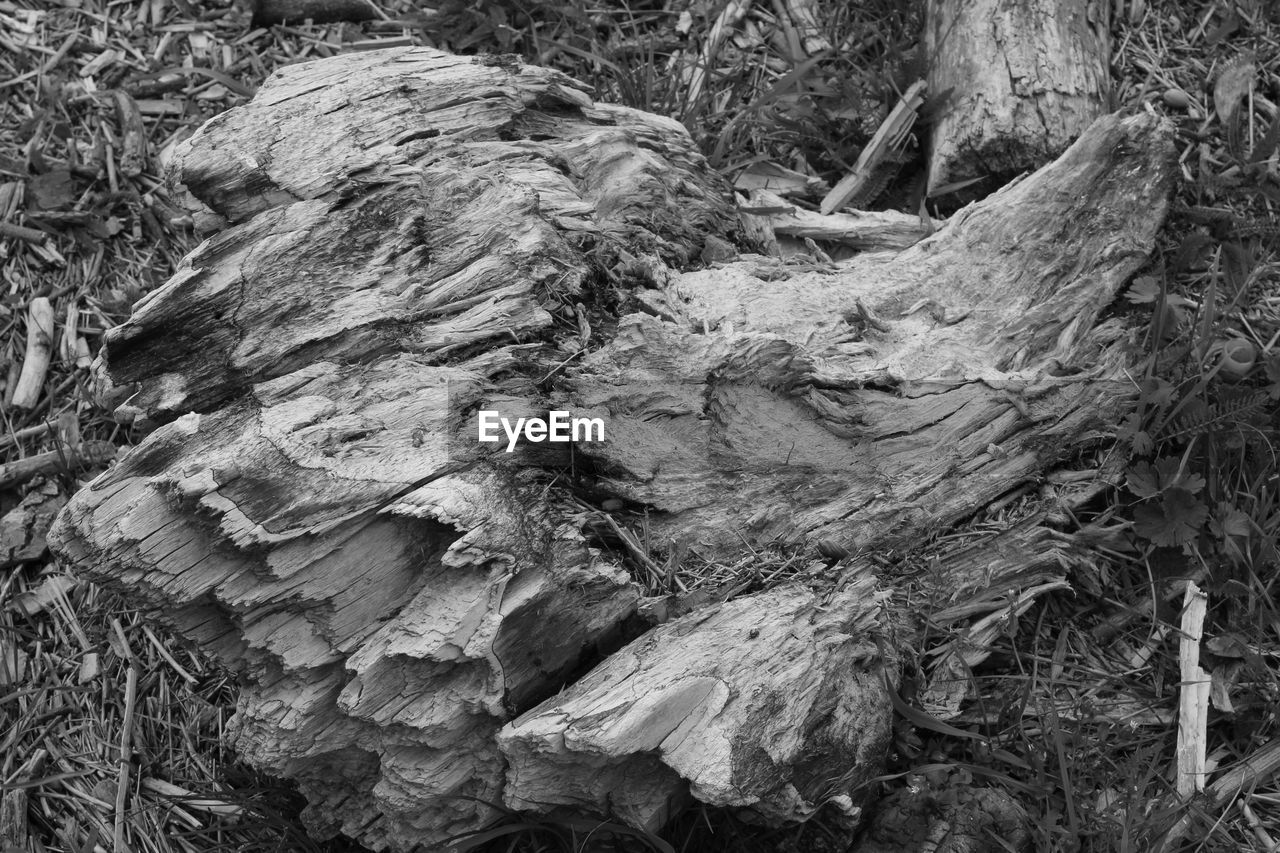 CLOSE-UP OF TREE ROOTS