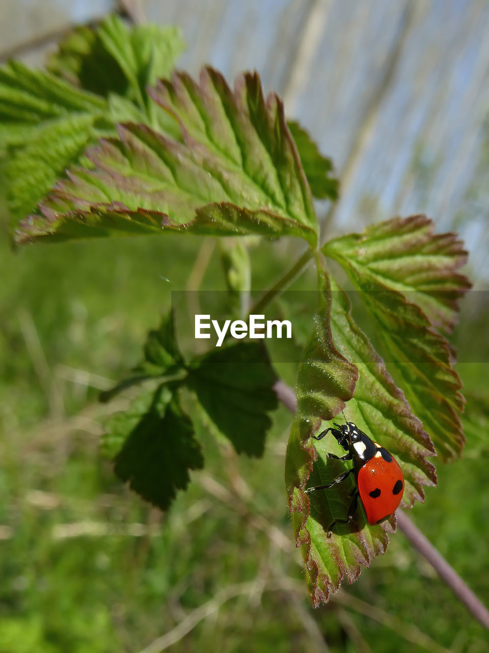 ladybug, animal themes, animal, animal wildlife, beetle, insect, plant, nature, wildlife, one animal, leaf, plant part, close-up, no people, green, flower, macro photography, tree, outdoors, focus on foreground, red, day, spotted, beauty in nature, branch, selective focus, environment