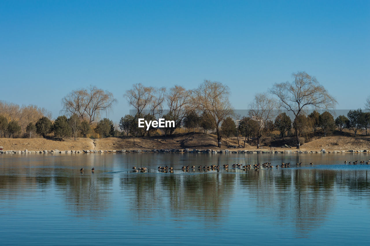 VIEW OF BIRDS IN LAKE