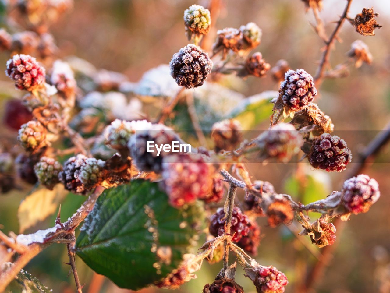 CLOSE-UP OF FRESH FRUITS ON TREE