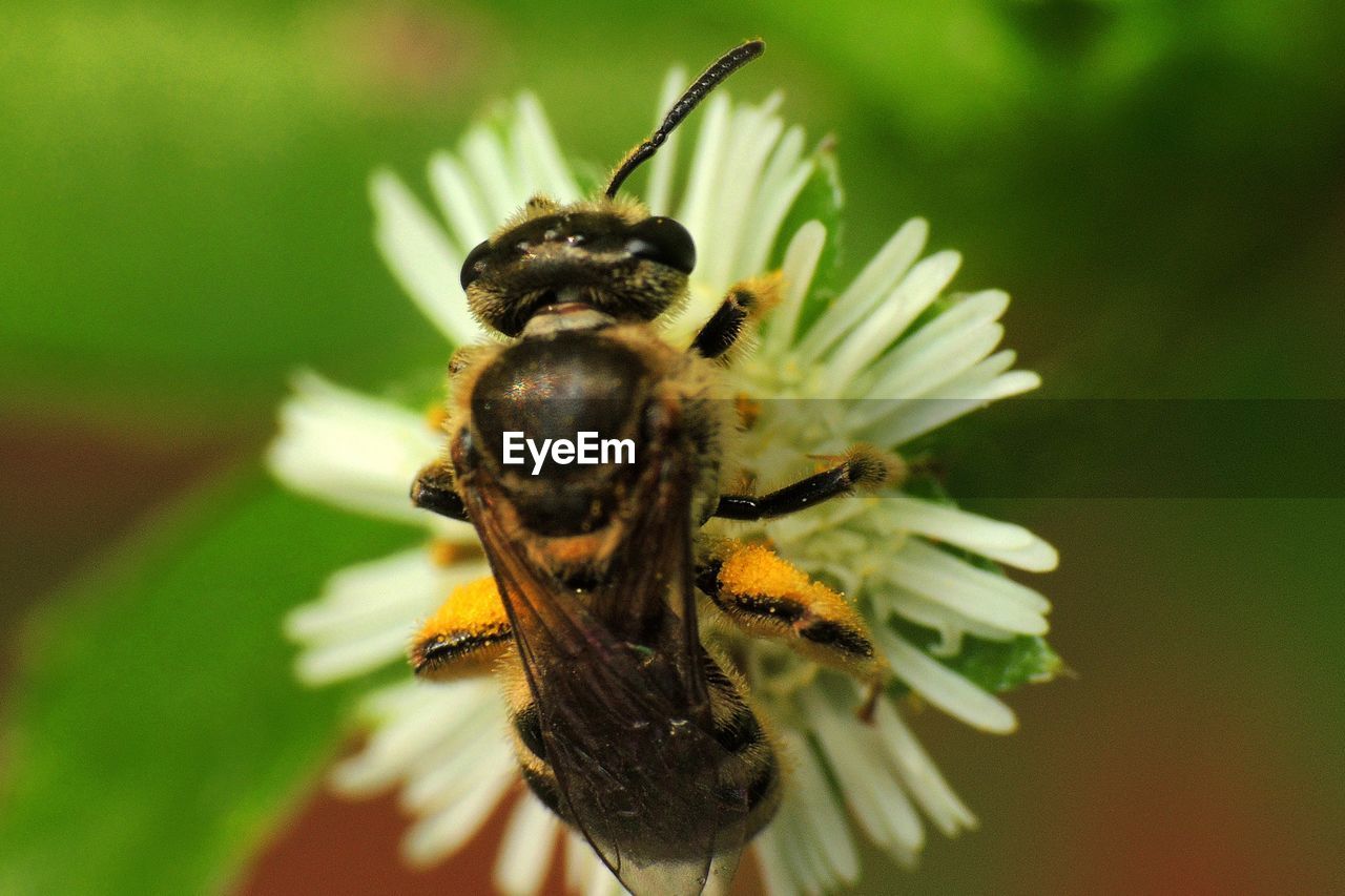 Close-up of bee pollinating on flower