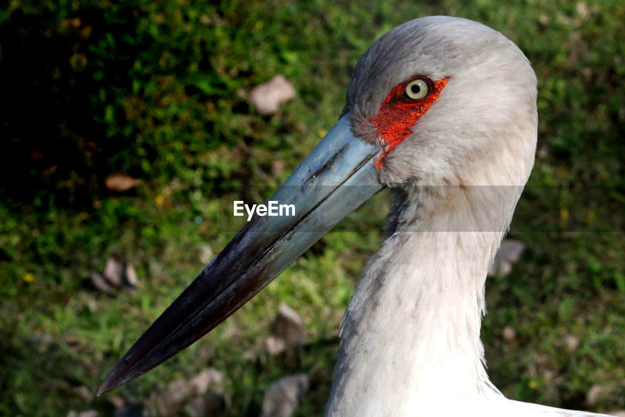 Close up of an american stork with large bill, gray eye with orange outlines