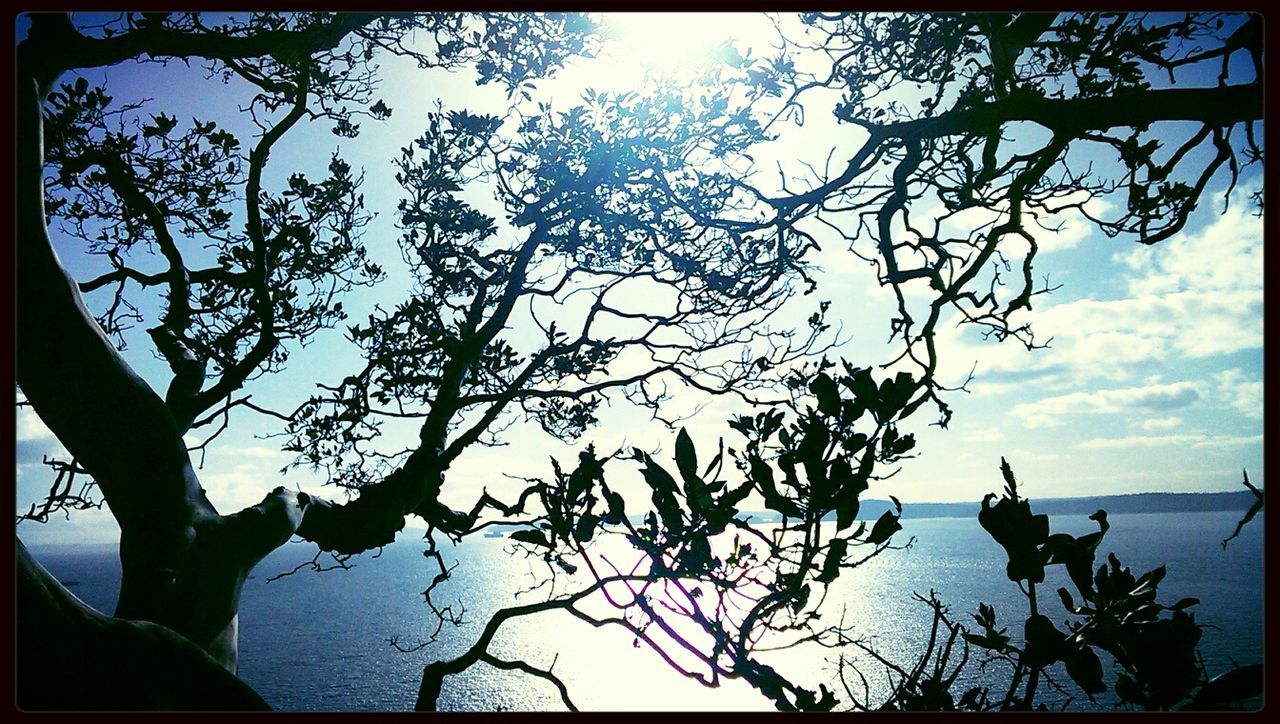 TREES WITH REFLECTION OF CLOUDS IN WATER