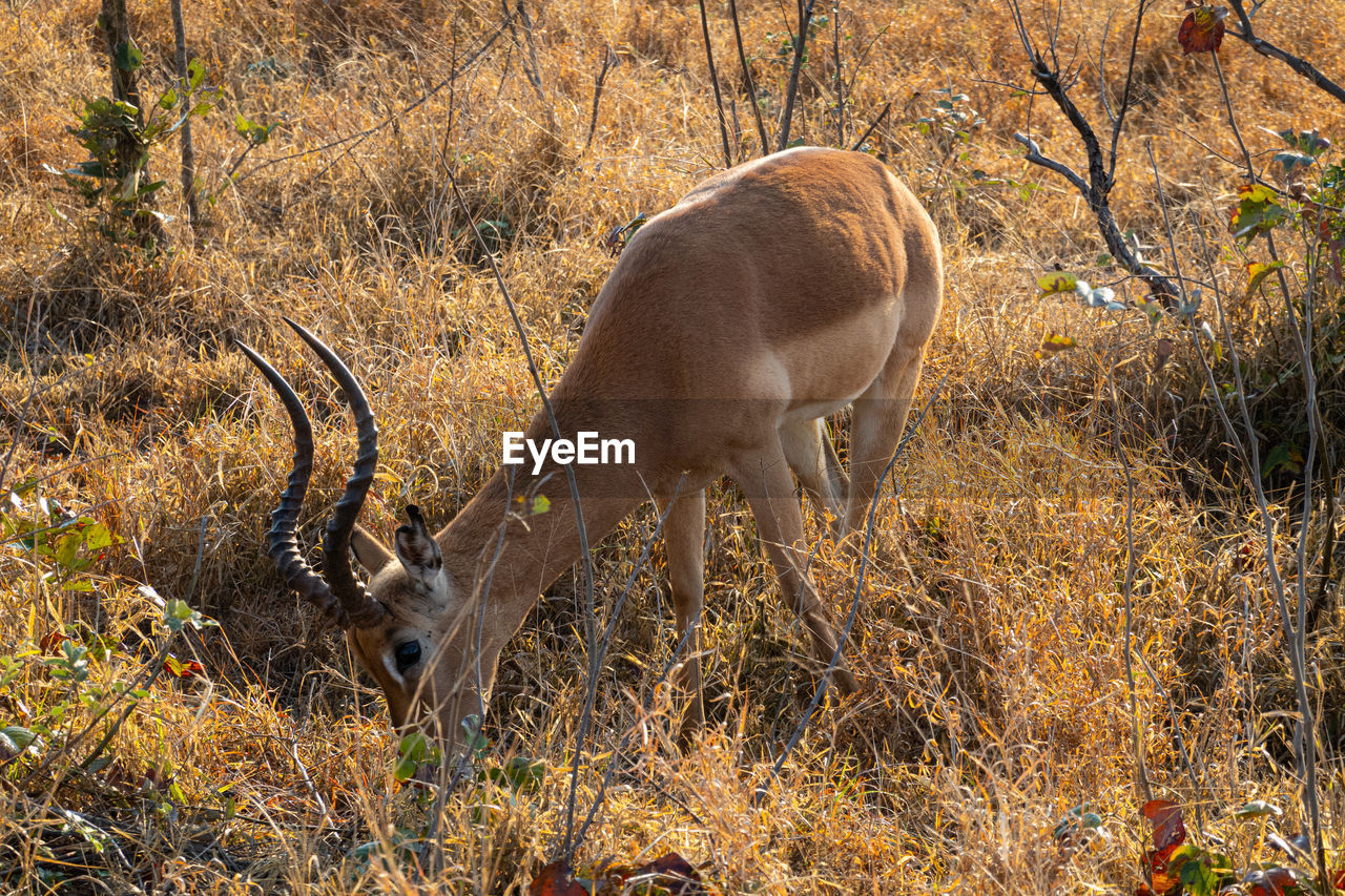 animal, animal themes, mammal, animal wildlife, wildlife, one animal, deer, plant, nature, no people, land, domestic animals, field, antelope, day, horned, prairie, grass, wilderness, outdoors, tree, safari, grazing, herbivorous, sunlight, savanna, standing