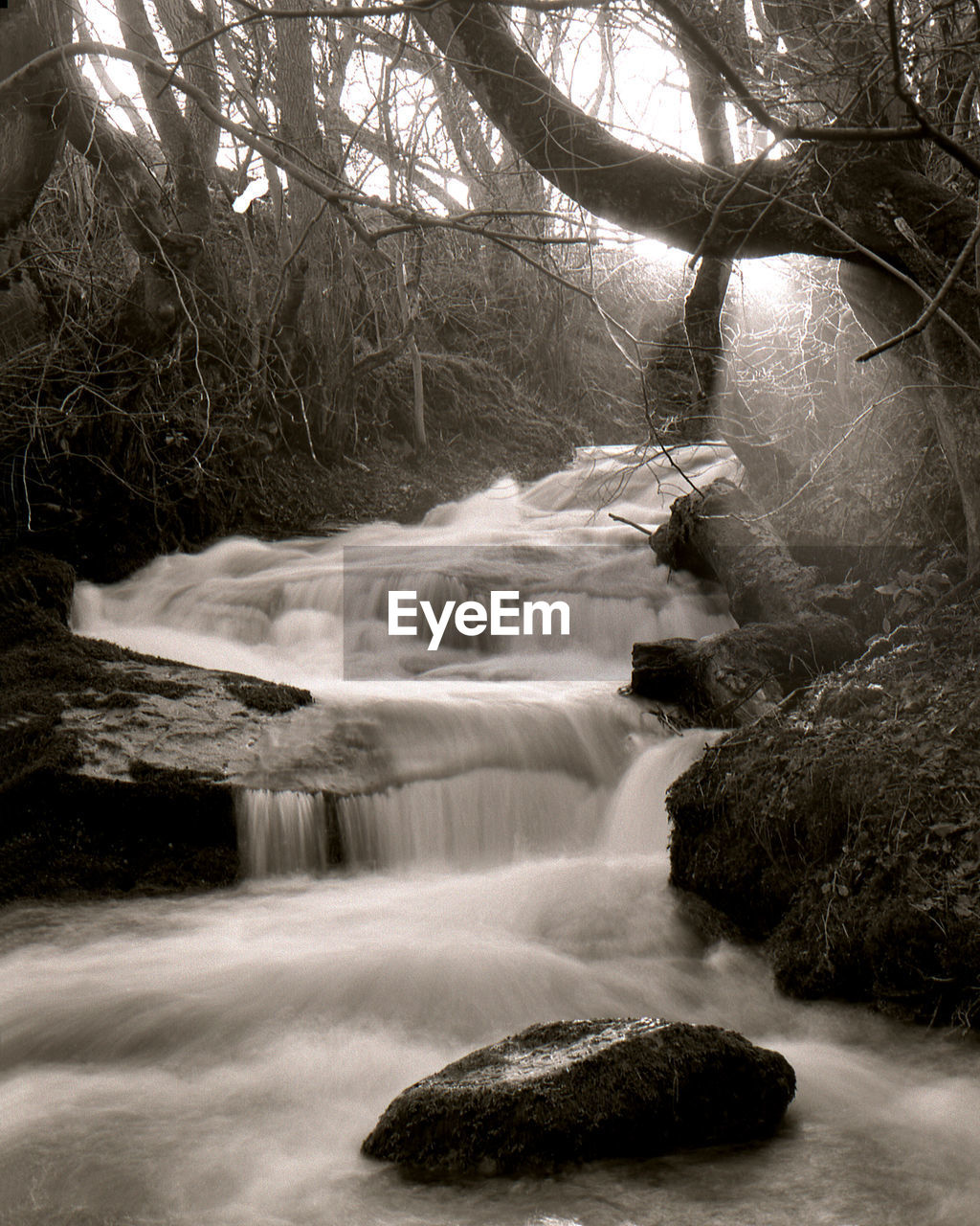 RIVER FLOWING IN FOREST