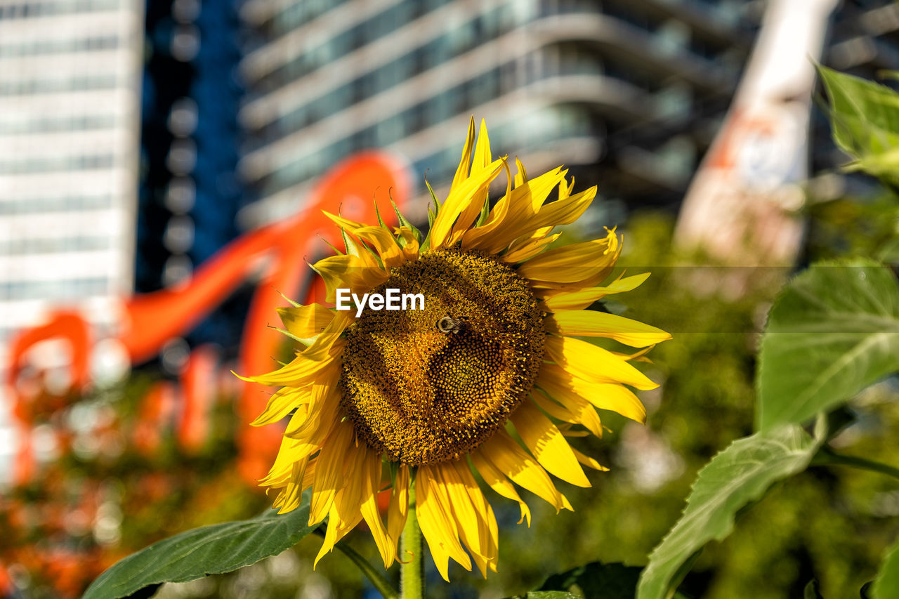 CLOSE-UP OF YELLOW FLOWER