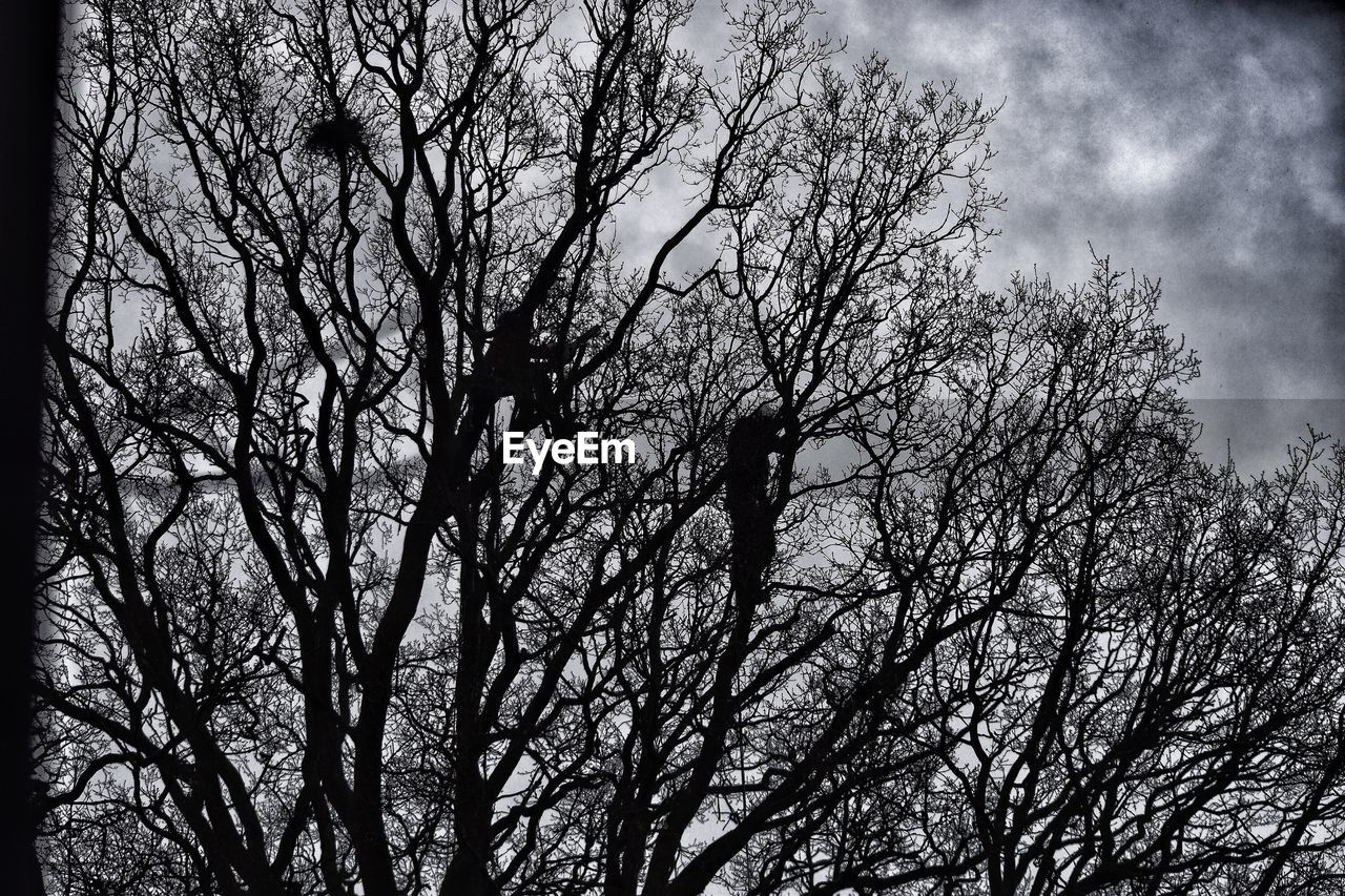 LOW ANGLE VIEW OF TREE