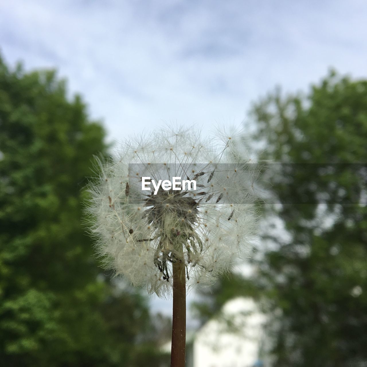 flower, dandelion, nature, growth, fragility, focus on foreground, close-up, plant, day, beauty in nature, outdoors, flower head, no people, freshness, sky
