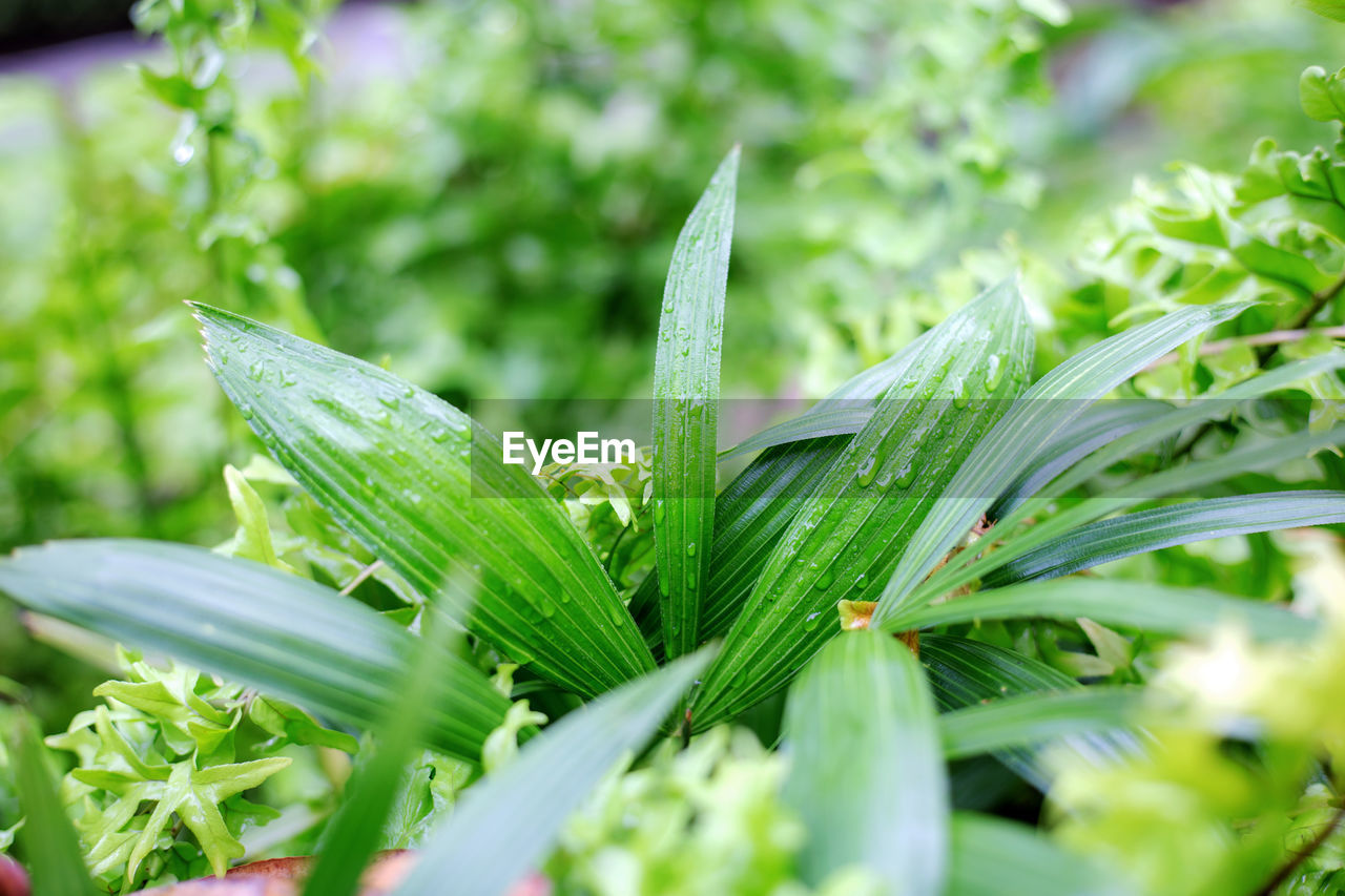 close-up of plant growing outdoors