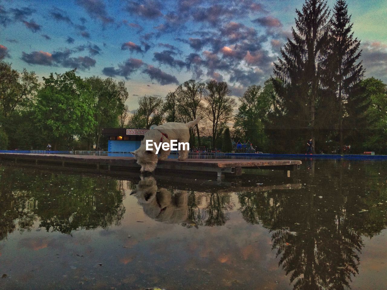 REFLECTION OF TREES ON WATER