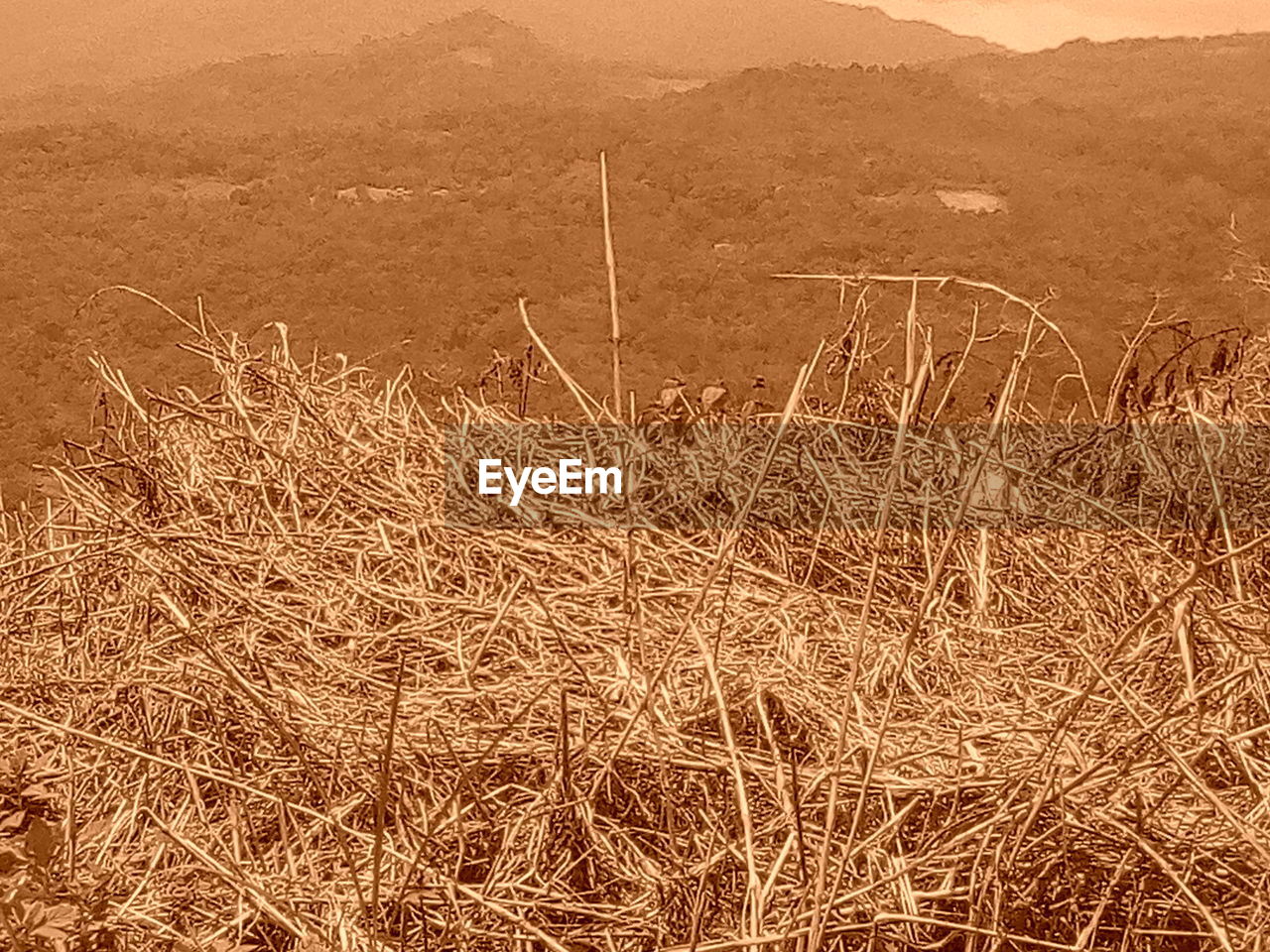 DRY GRASS ON FIELD BY MOUNTAIN