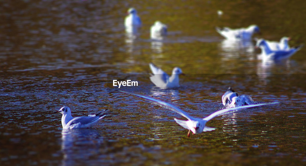 BIRDS IN WATER