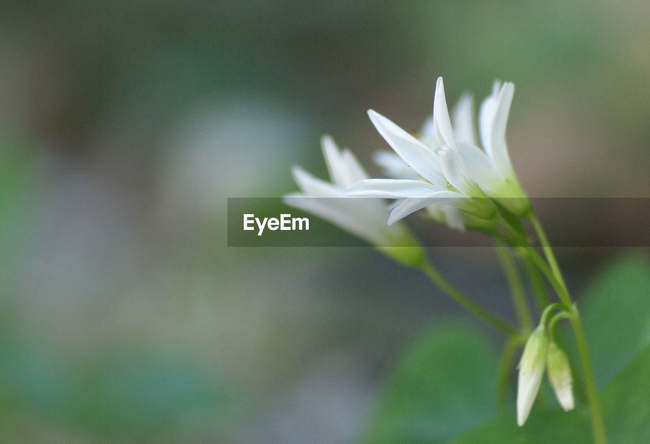 CLOSE-UP OF WHITE FLOWERS BLOOMING OUTDOORS