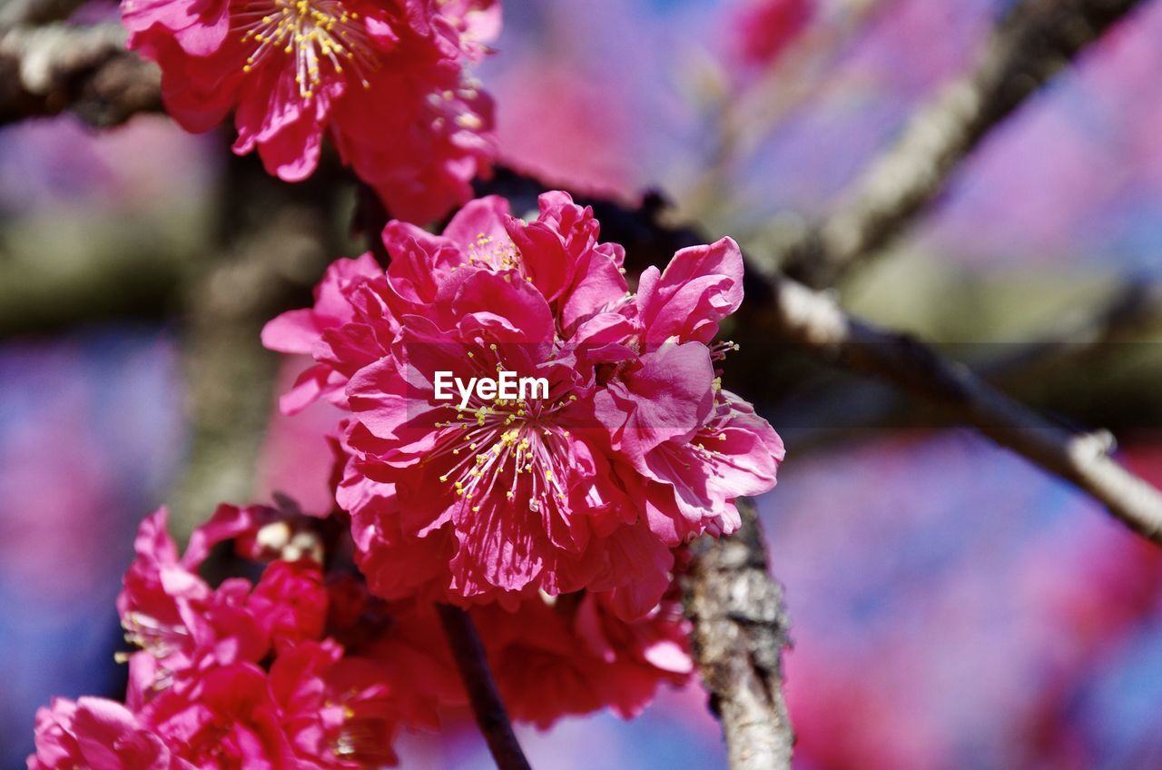CLOSE-UP OF PINK BLOSSOM