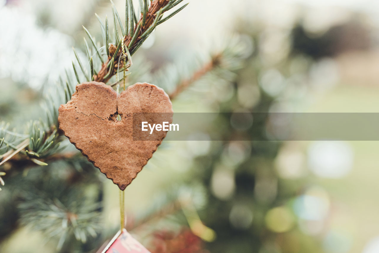 Handmade gingerbread heart shaped cookie decoration on a christmas tree. outdoor background