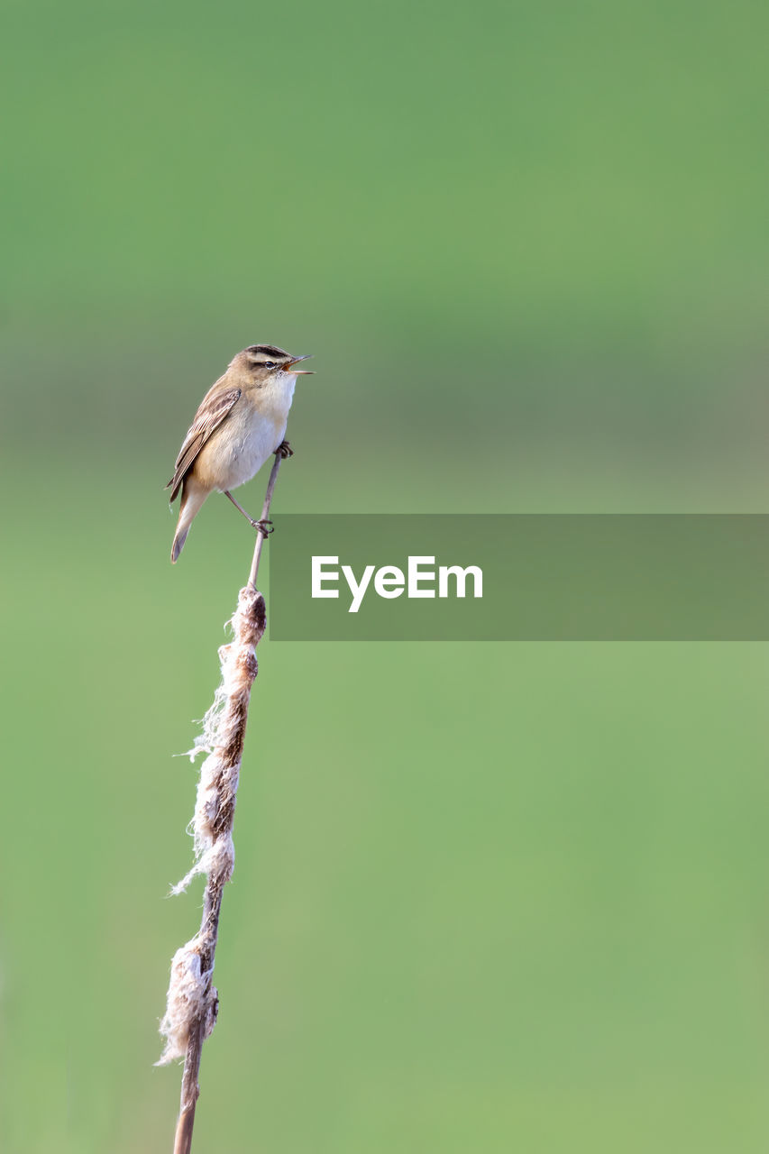 CLOSE-UP OF BIRD PERCHING ON PLANT