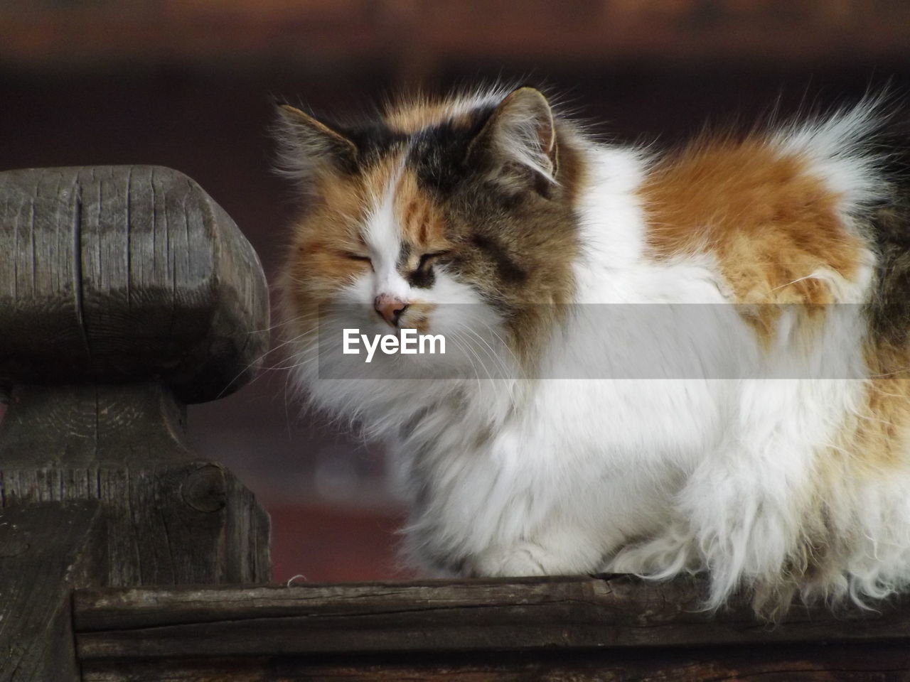 CAT SITTING ON WOOD