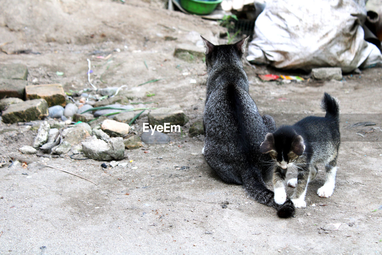 View of a cat on rock