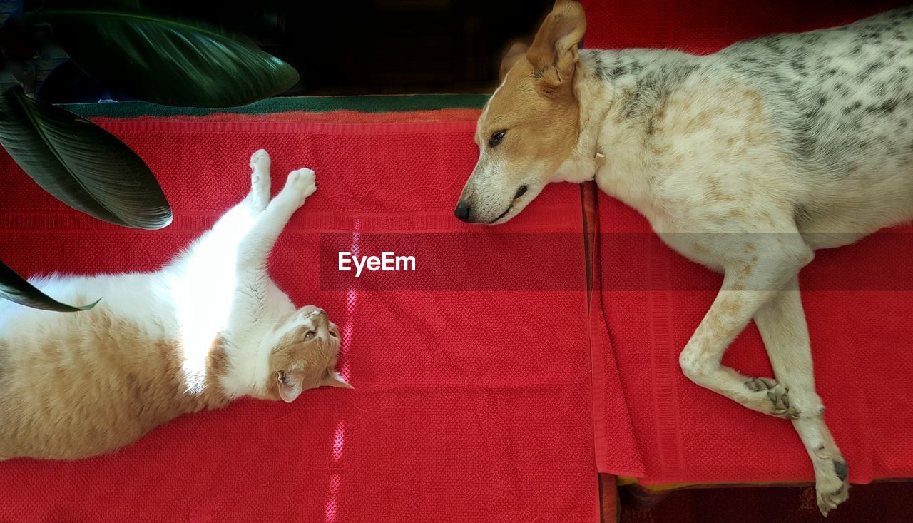 Directly above shot of cat and dog relaxing on table