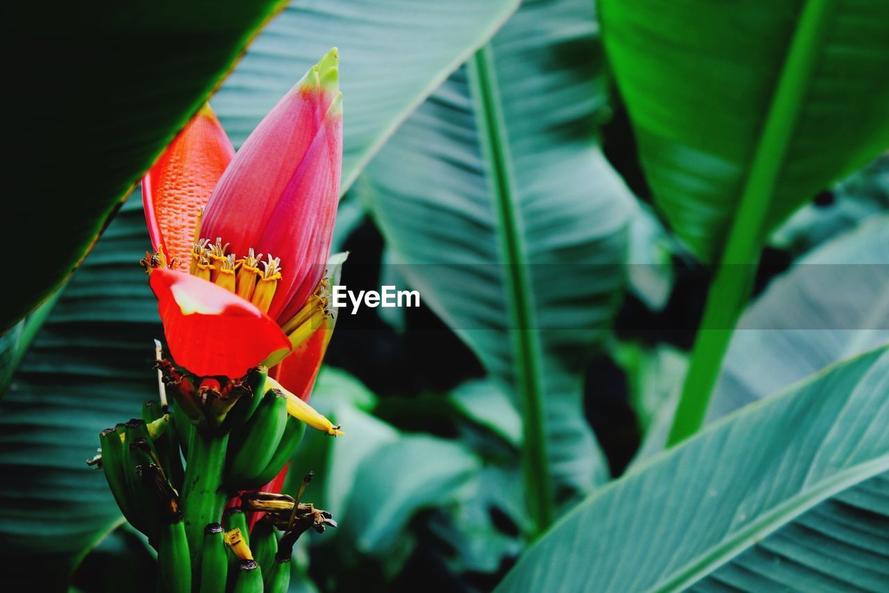 Close-up of red banana flower blooming in garden