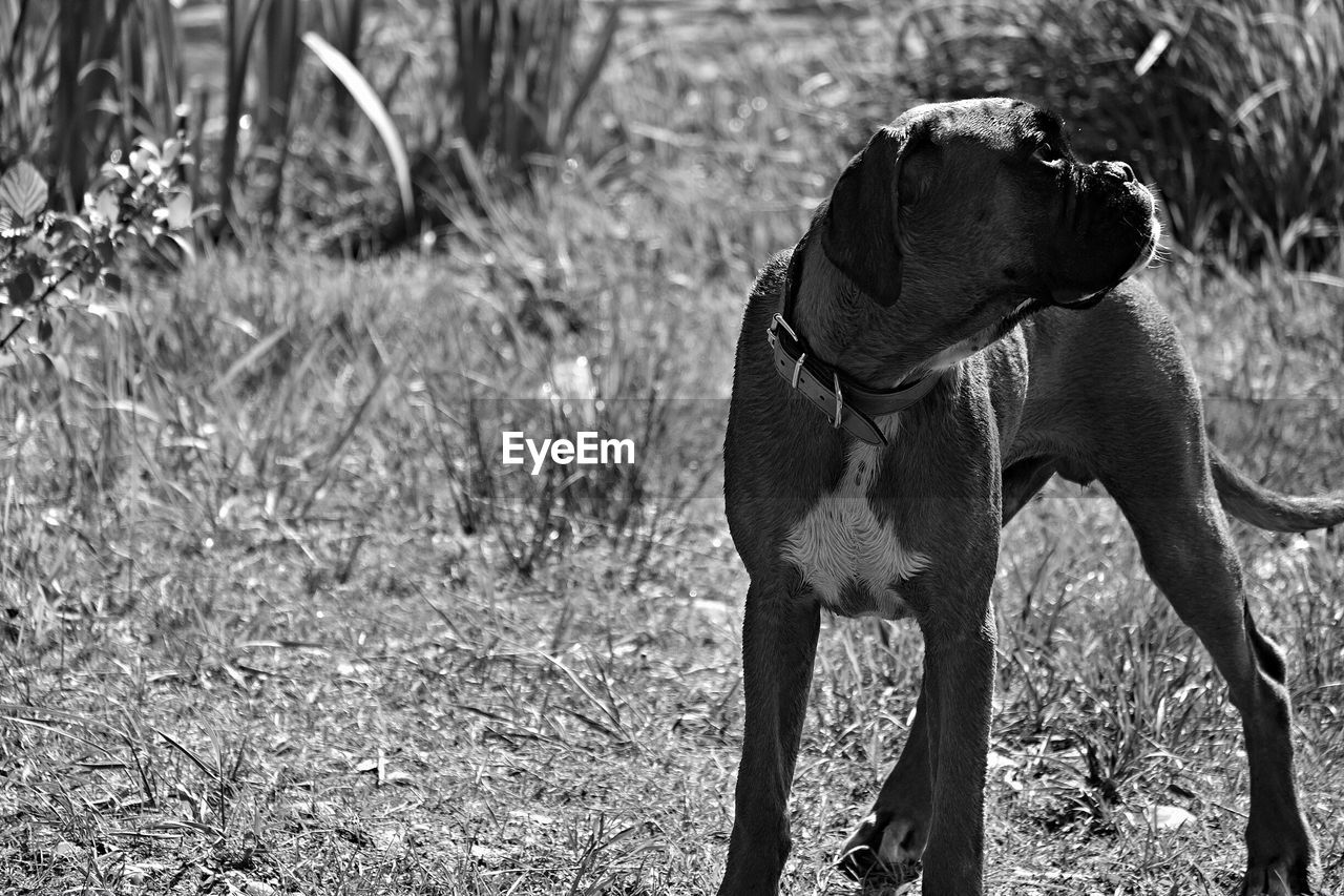 Boxer dog looking away on field